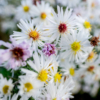 Some daisy-like white and yellow flowers