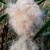 The head of a seeding bullrush - the seeds are fluffy and look like hair