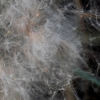 Closeup of the fluffy seeds on the head of a bullrush