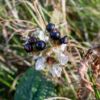 Some small, dark purple berries with a white flower behind them