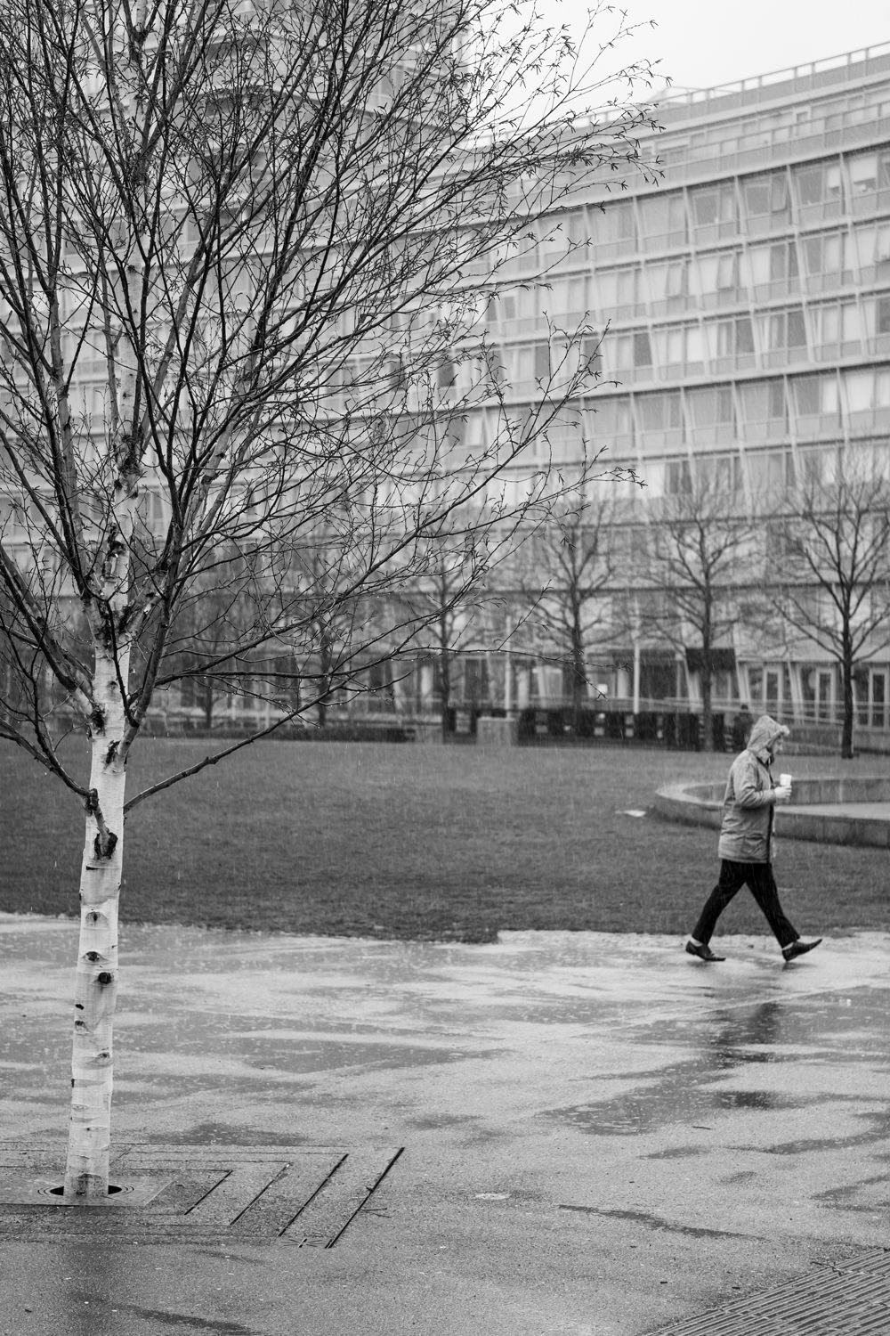 A man walking through the rain past a tree and multi-storey building. He has his hood up and is holding a hot drink