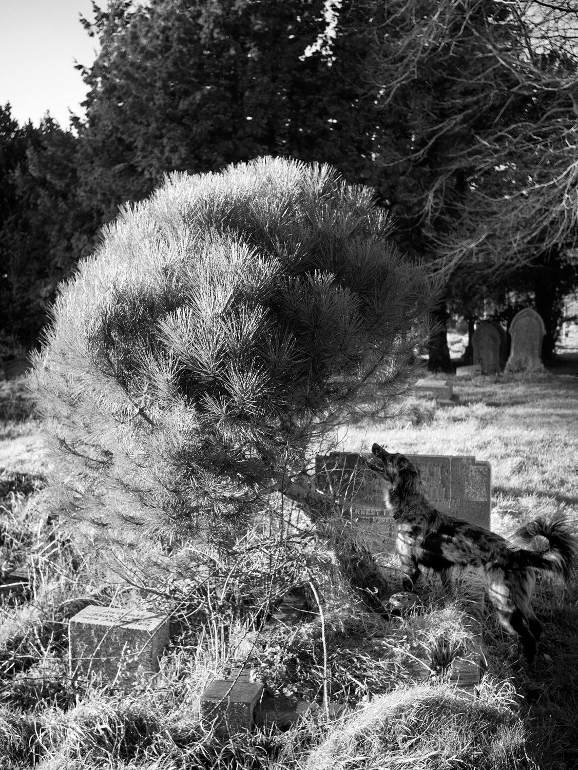 A dog is standing and staring intently into a small tree that's growing out of a grave