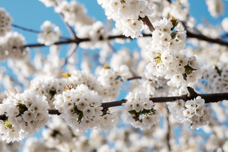 white blossoms on a tree against a blue sky