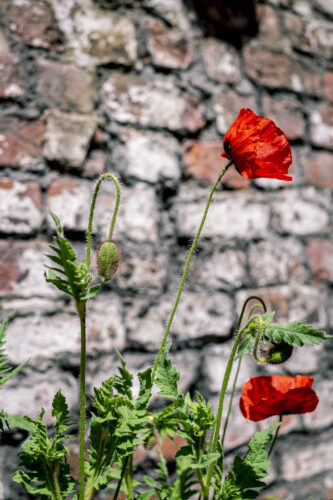 Red poppies by a brick wall