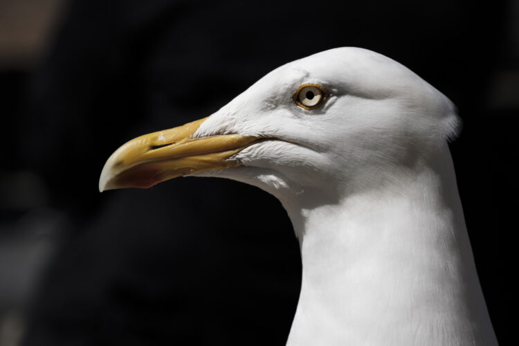 the head and neck of a seagull in profile