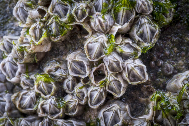 barnacles on an iron statue