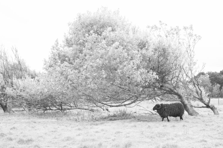 a black sheep by a tree