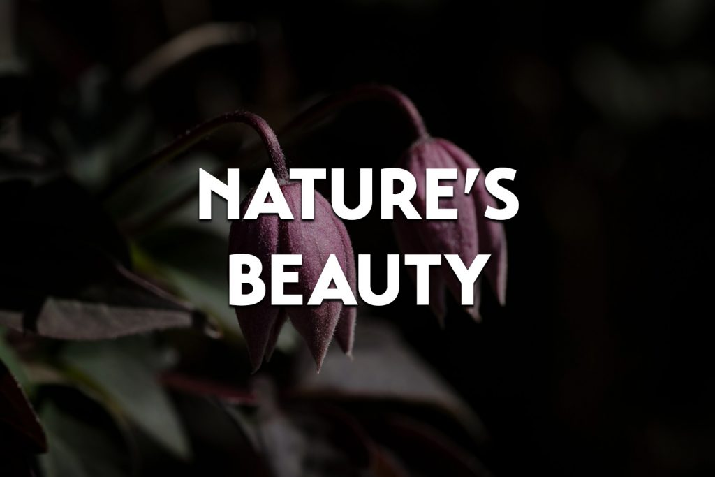 featured image for the nature's beauty gallery